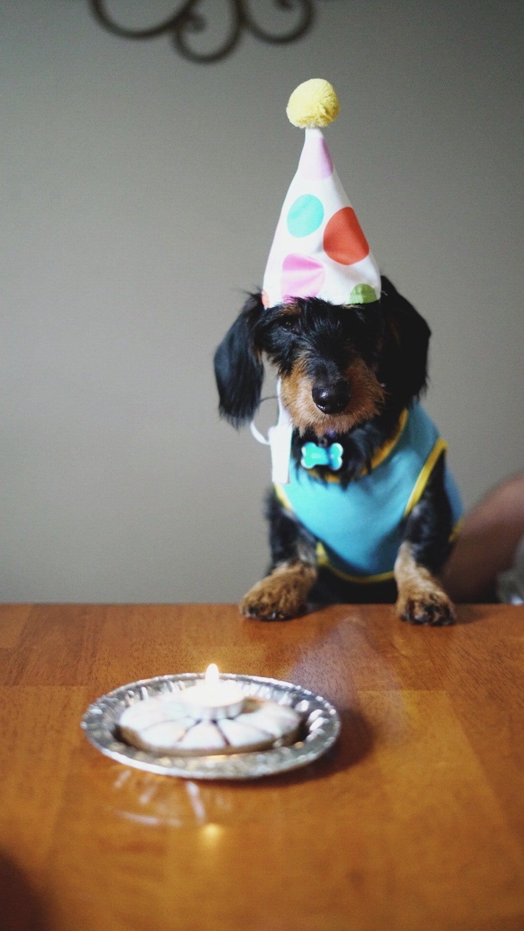 Celebrate your pet's birthday! - PetPortrait UK