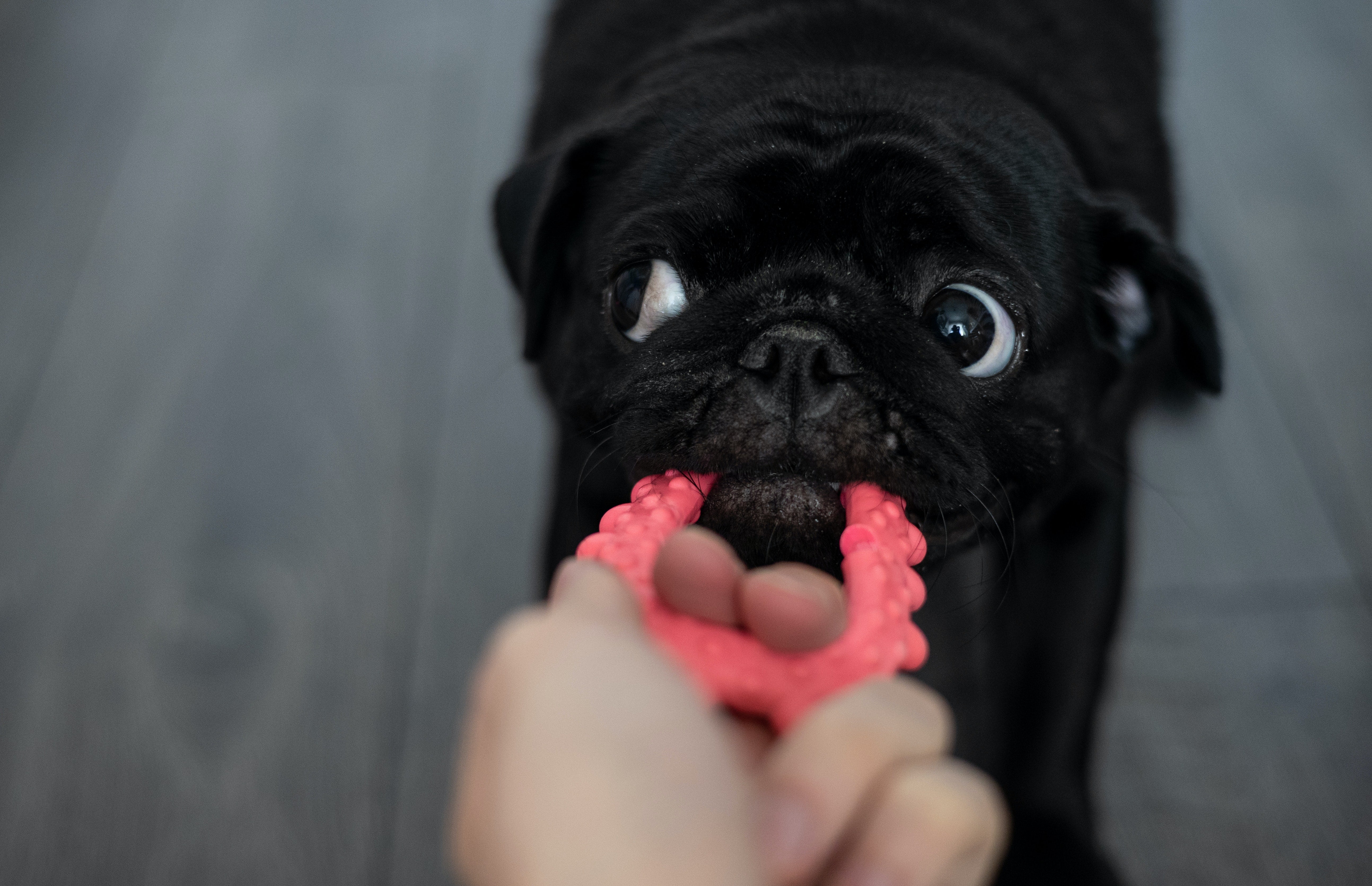 The Ultimate Guide to Pet Toys: Keeping Your Furry Friends Happy and Engaged