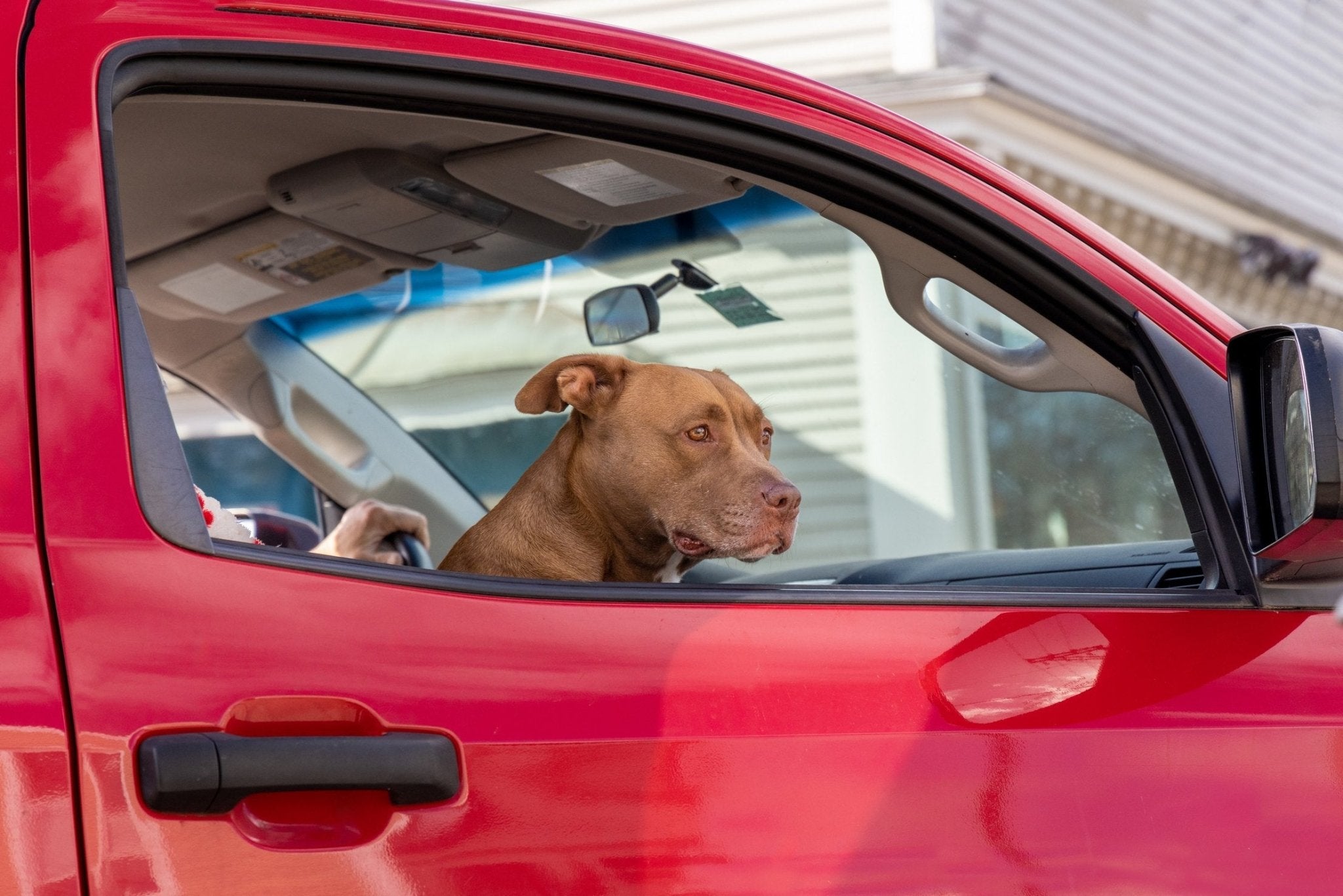 Pets on the ride - PetPortrait UK